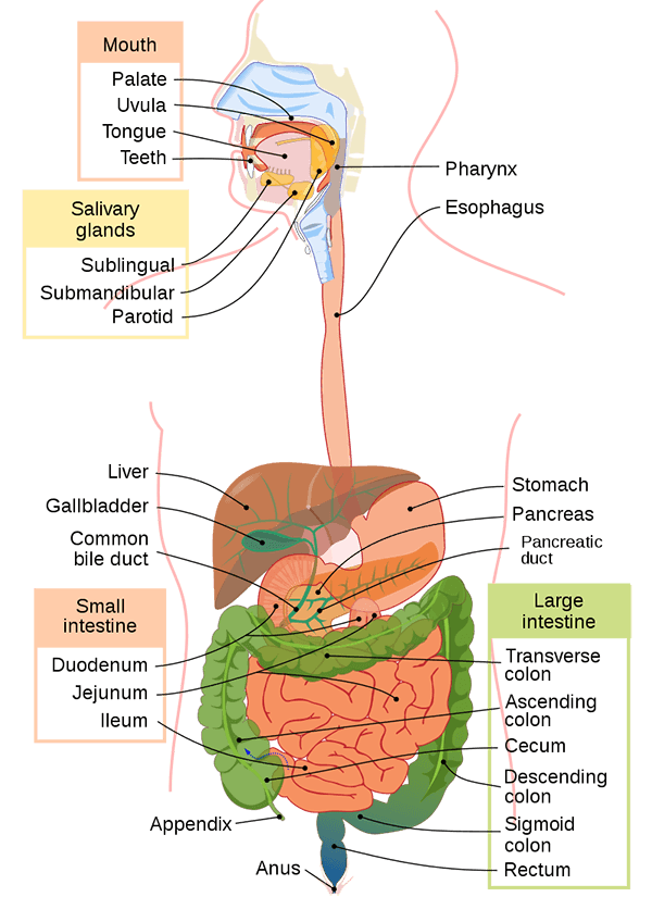 Labelled diagram of the human digestive tract from mouth to intestines