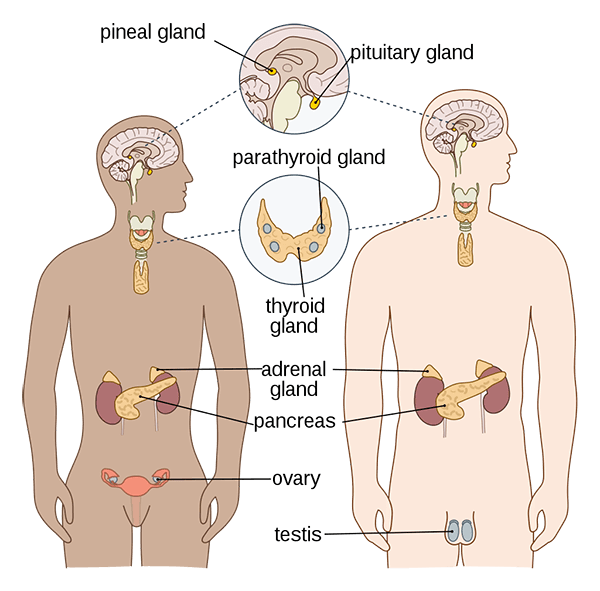 Diagram of the human endocrine system showing the hormone-producing glands