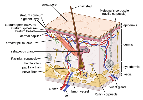 Cross-section diagram of human skin showing the epidermis, dermis and hypodermis, with hair follicles and sweat glands