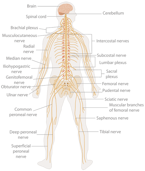 Diagram of the human nervous system showing the brain, spinal cord and nerves