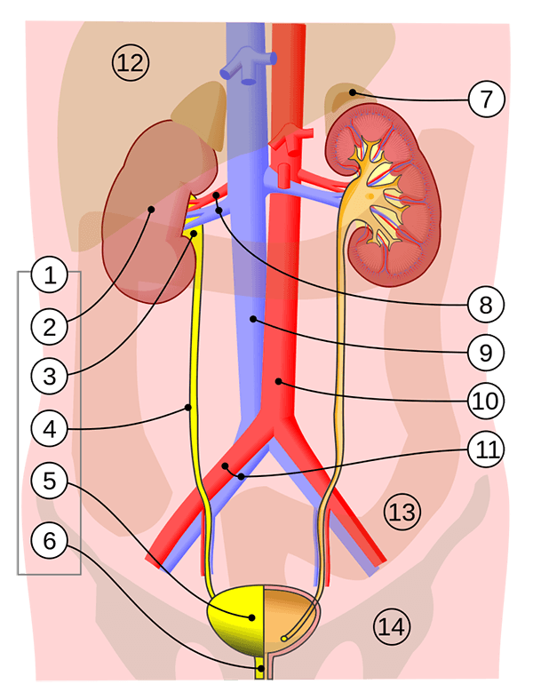 Diagram of the human urinary system showing the kidneys, ureters and bladder
