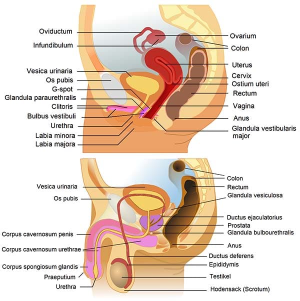 Anatomical diagram of the human reproductive organs