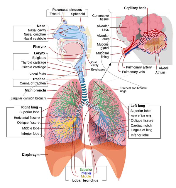 Diagram of the human respiratory system showing the airways and lungs