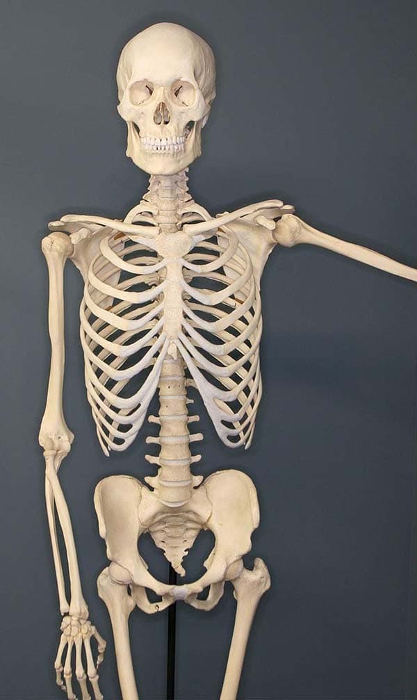 Illustration of the human skeleton